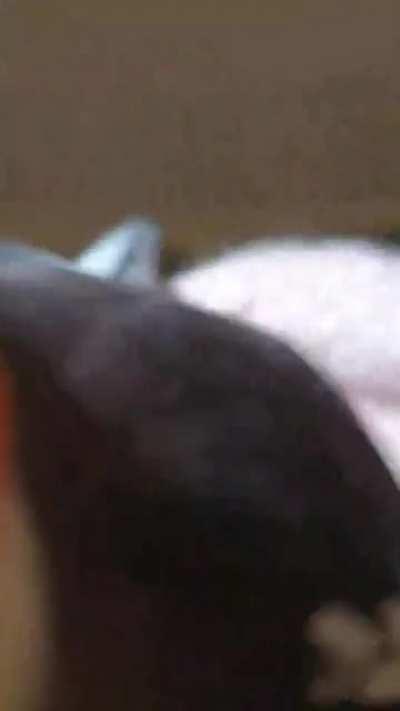 Pepper showing off his creep laugh at the end