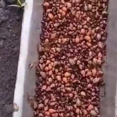 Guy makes a device to remove colorado beetles from his crop