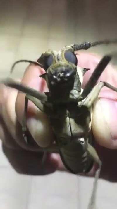 Poor behbee is being bullied in other subs :(