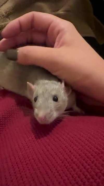Advice on New Rat!