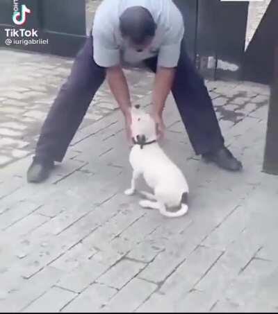 Cachorrinho fia da puta