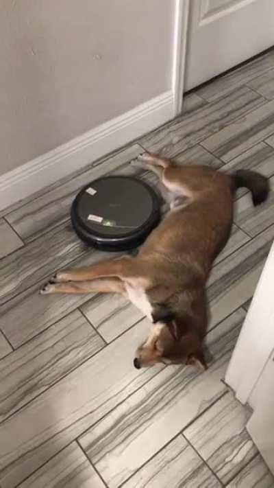 How stubborn you ask?