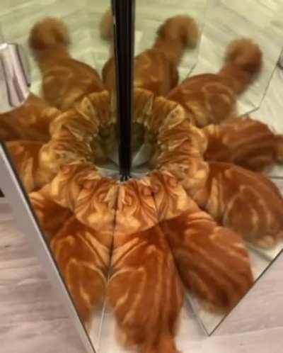 Trying to summon the lasagna