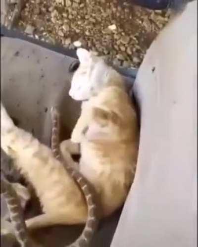 Theory of sneks 🐍