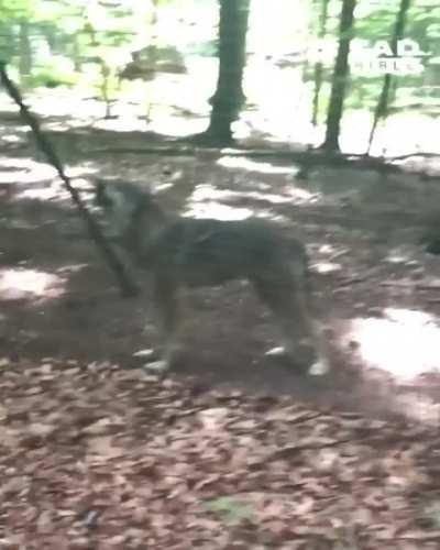 Dog tries to howl like the wolves