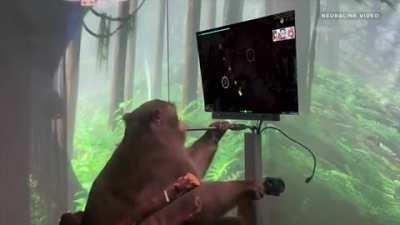 Elon Musk trained this monkey to play osu...