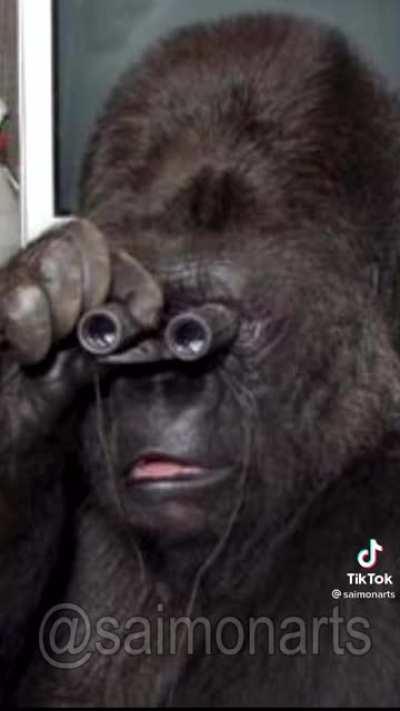 Gorilla thinks it's funny