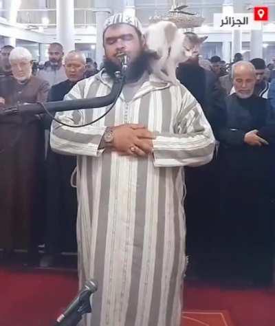 Cat jumps on imam leading Ramadan prayers