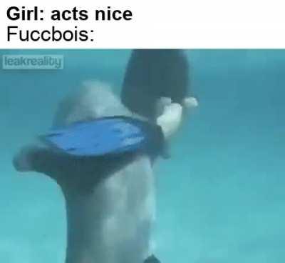 Weren't dolphins supposed to be nice lol