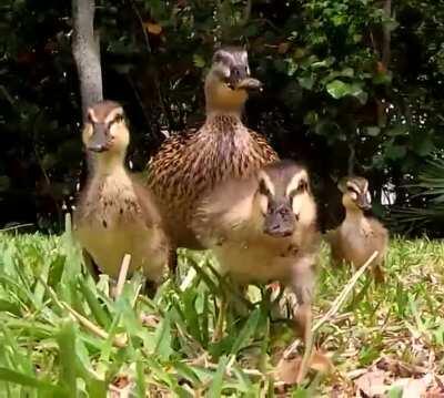 An aggressive family of ducks