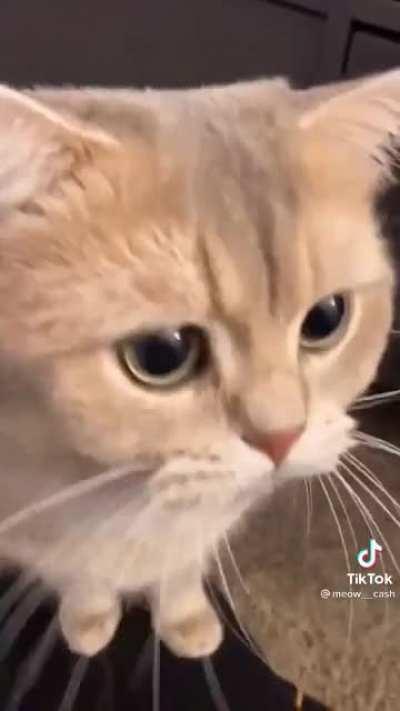 Cats are literally the best I'm I right?