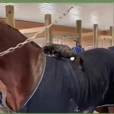 Cat is the hat, a love story.