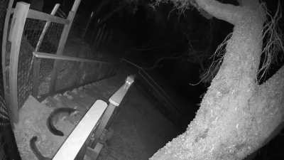 Is this normal Grey Fox behavior?