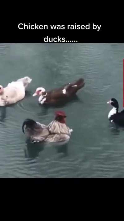 Duck duck chicken!