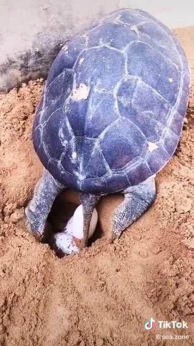 Turtle give eggs