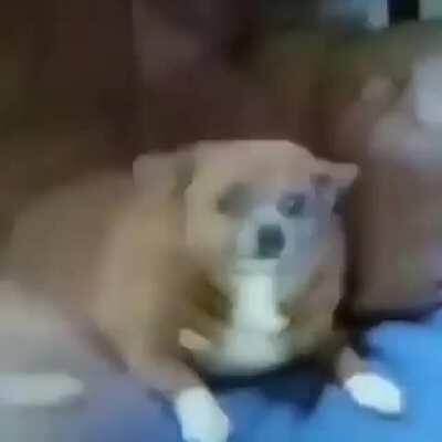 I feel this is rabb1t to his dogs.