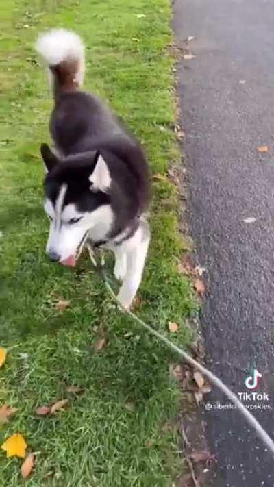 When you have not one, but two stubborn huskies