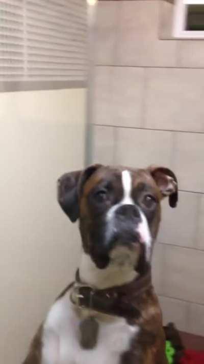 The look on this dog's face when owner picks him up from the vet