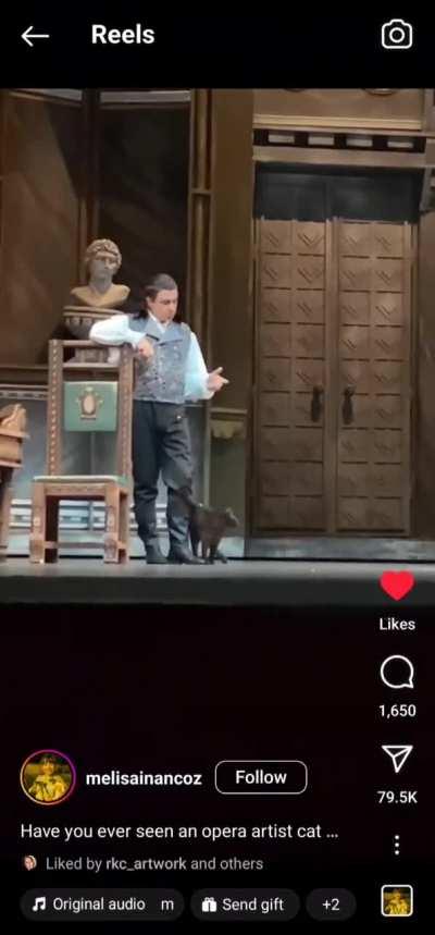 Cat interrupts opera performance