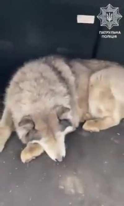 Exhausted and traumatised dog found alone in abandoned car in Bucha gets promptly adopted by the patrolman from Kyiv and taken to the vet. The dog now has a new home and a new name, Bucha ❤