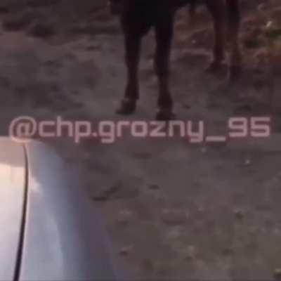 How dare you imitate me?