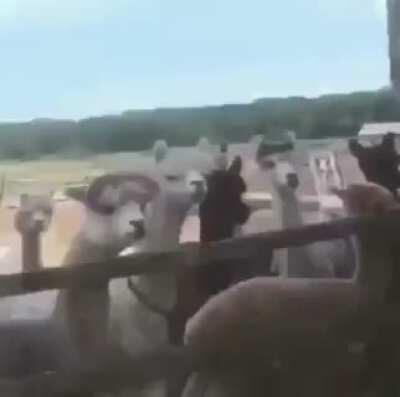 You seeing this Llama