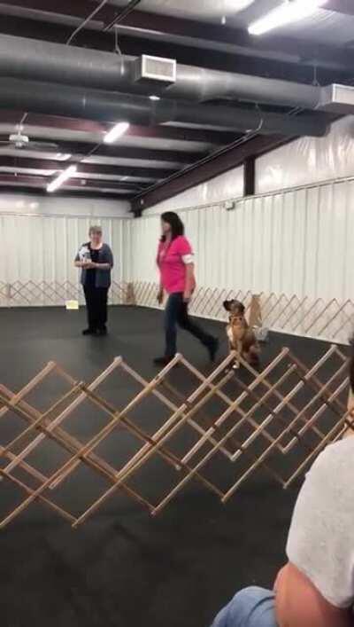 The dog is supposed to run up in front of her and sit.