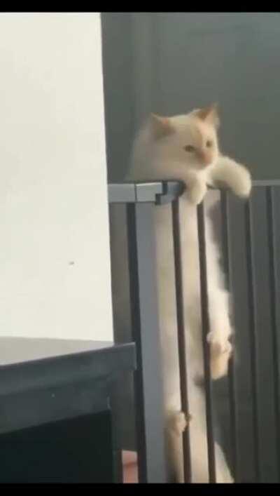 I'll make it hooman, no I won't make it