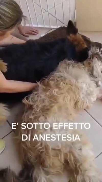 His partner is sedated after the surgery, but he thinks that is dead