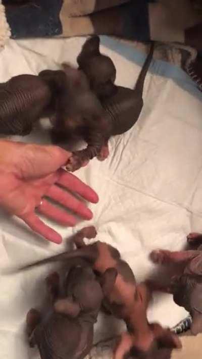 Alert! Black Sphynx kittens cuteness overload. They are tiny but mighty. Watch them wrestle.
