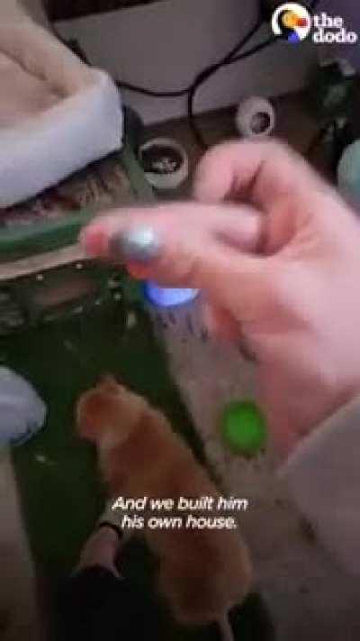 Proof that saving an animals life can be a blessing