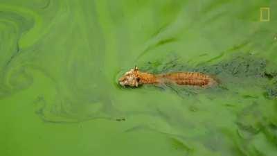 Tigers are icons of beauty, power, and the importance of conservation. Here are some surprising facts you may not know about them.