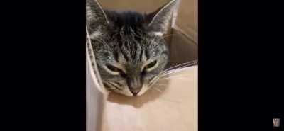 hitman cat practices biting on cardboard box