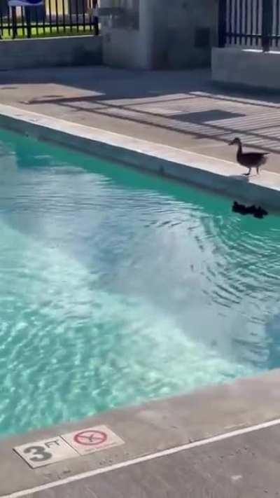 This guy notices baby ducks are getting abandoned in a pool... makes a nylon mesh ramp for them