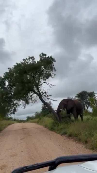 🔥 Elephant pull/push down tree to scratch it's itchy bum