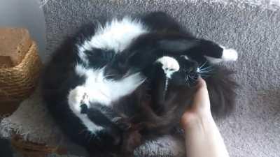 No belly pets but still very much a roll