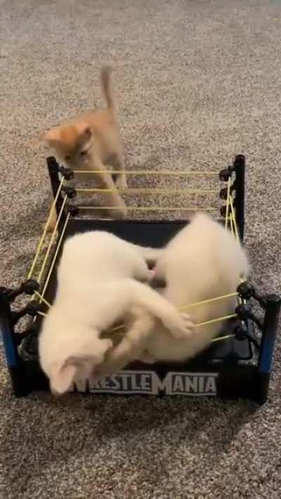 Illegally smol criminals own version of WWE match