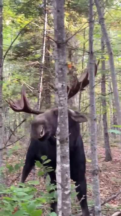 The Threat Of A Bull Moose