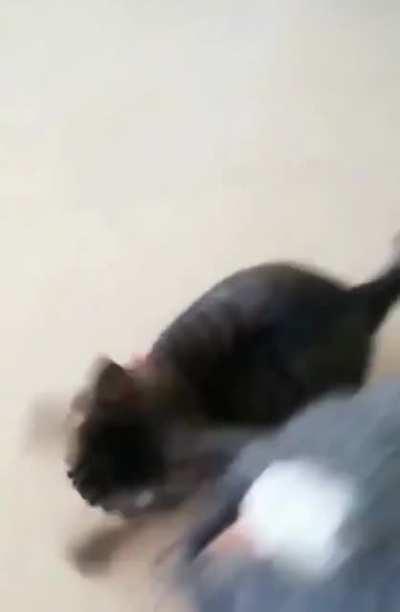 Hold my catnip while I ride