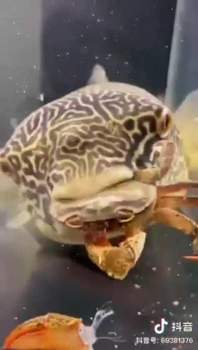 This fish is deceptive in appearance, but it is very fierce...!!