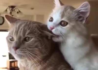 When you're trying to watch the movie but she wants attention