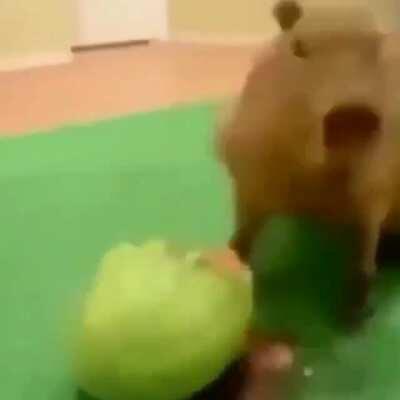 Capivara se alimentado 😋