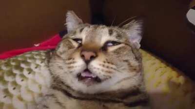 Chonky taking a short nap