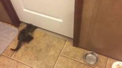 Cats are definitely liquid