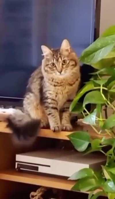 100% Knows She’s Not Allowed To Touch The Plants