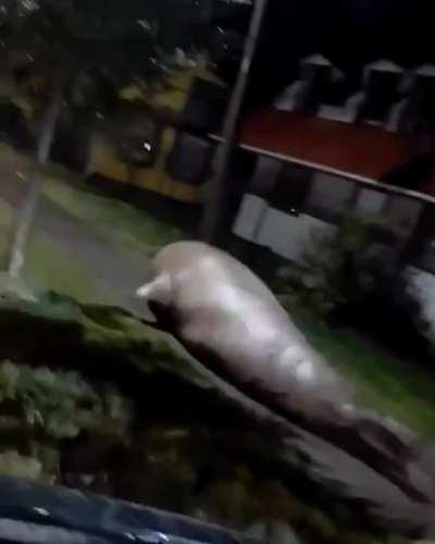 Damn guys my pet seal is trying to leave me 😞😞