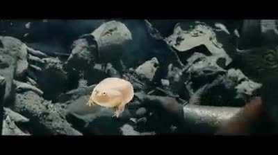 Its Wensday my dudes