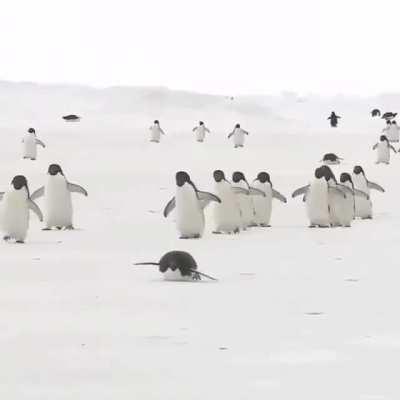 Linux users on their way to shit on proprietary software