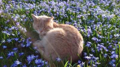 I saw this peacefull can enjoying spring.