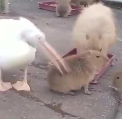 Pelican tries to eat capybara